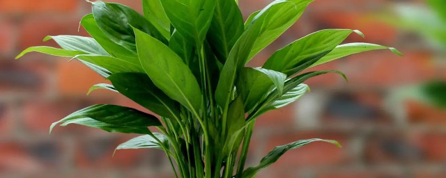 買來的盆栽水培植物怎麼種 買來的盆栽水培植物如何種