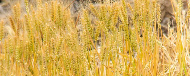 小麥還沒到成熟季節會發生什麼 在小麥成熟前會發生哪些呢