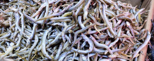 玉筋魚怎麼做好吃 玉筋魚怎麼做
