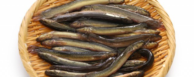 鰍魚燉湯怎麼做好吃 泥鰍魚煲湯的好吃做法