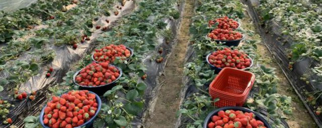 草莓種植需要什麼肥料 草莓種植需要哪種肥料