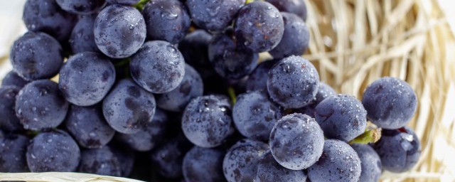 葡萄在什麼季節種植 葡萄適合什麼季節種植