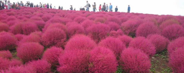 秋季適合種植什麼植物 秋季適合種植的植物