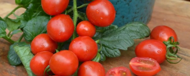 玲瓏小番茄能放冰箱保鮮嗎 玲瓏小番茄可以放冰箱保鮮嗎