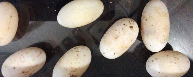 烏龜蛋能放冰箱保鮮嗎 烏龜蛋可以放冰箱多久
