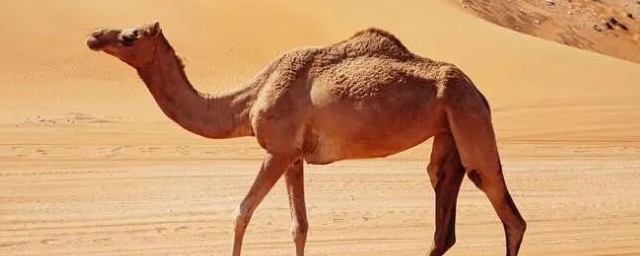 駱駝肉能放冰箱保鮮嗎 駱駝肉能不能放冰箱保鮮