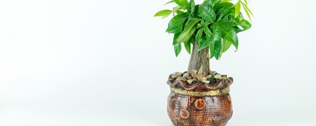 客廳種植什麼植物比較好 客廳種植哪些植物最佳