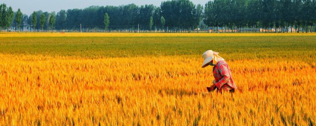 我國是世界上最早種植什麼的國傢 中國是世界上最早種植水稻的國傢對嗎