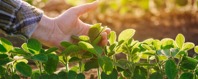 種植蔬菜用什麼肥料好 哪種肥適合種植蔬菜