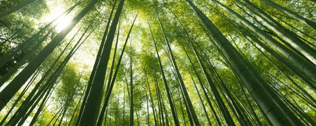 竹子好養嗎能不能養在傢裡 竹子好養嗎可以養在傢裡嗎