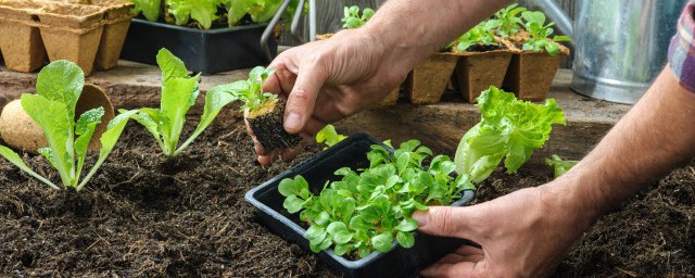 種植蔬菜用什麼肥料 自己種菜用什麼肥料