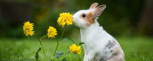 兔子名字霸氣 兔子名字有哪些