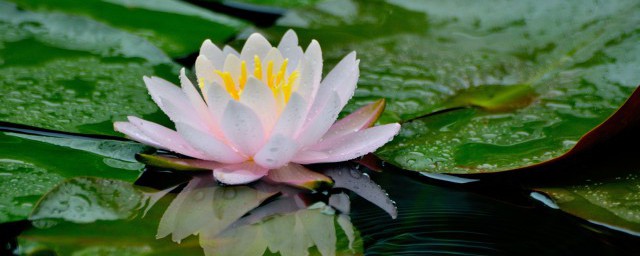 深水蓮花盆栽怎麼種 深水蓮花盆栽如何種