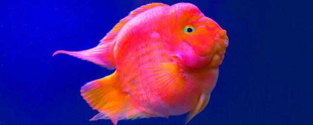 紅魔鬼魚跟鸚鵡魚區別 紅魔鬼魚跟鸚鵡魚有哪些不同