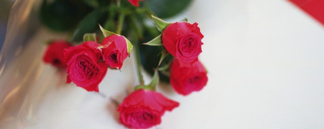 玫瑰花要用什麼土種植 玫瑰花用哪種土壤