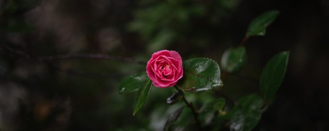 門口兩邊種植什麼花好 大門兩旁適合栽什麼花