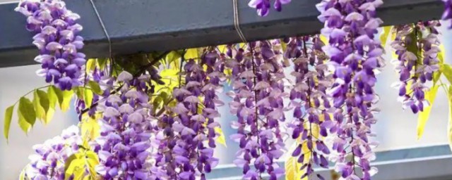 盆栽紫藤花什麼時候種植 盆栽紫藤花啥時候種植