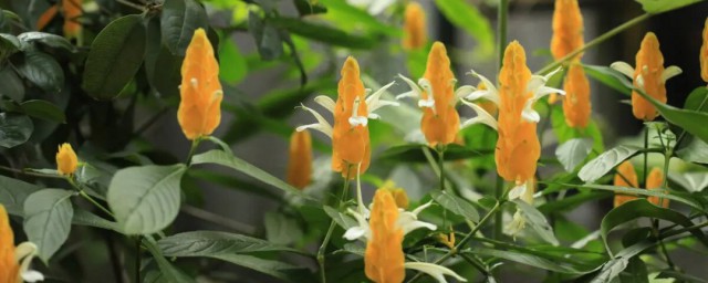 金苞花的種植有什麼註意的呢 種植金苞花的註意事項