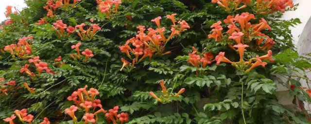 種植凌霄花什麼季節 種植凌霄花的時間