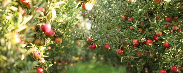 花牛蘋果適合什麼地方種植 花牛蘋果樹種在哪裡適合