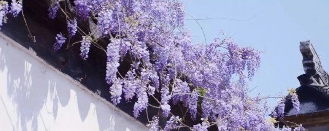 紫藤花適合什麼氣候種植 多花紫藤在什麼季節種植