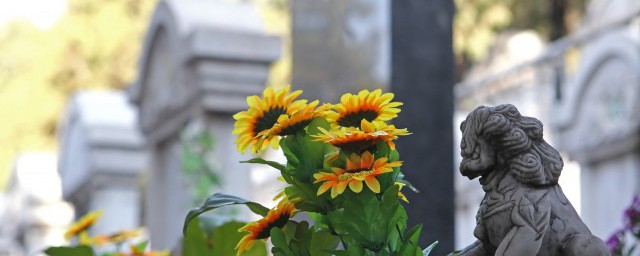 會長太陽花的一種植物叫什麼 向日葵簡介