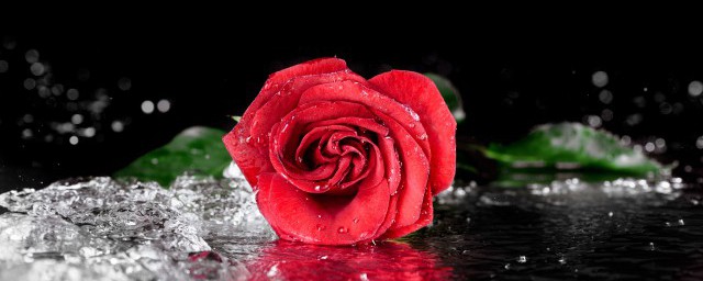 玫瑰花老樁種植什麼時候開花 盆栽玫瑰老樁多久開花