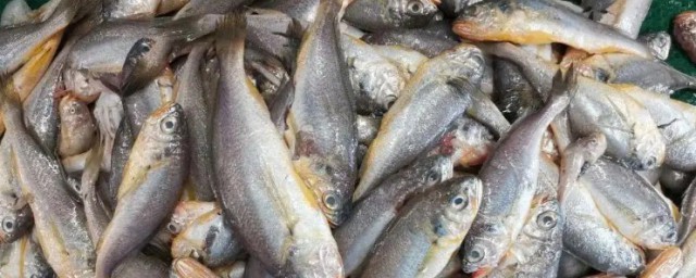 黃尖魚怎麼醃制最好吃 黃尖魚的做法