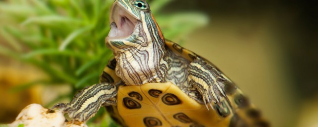 烏龜能一直不放在水裡養嗎 烏龜能不能一直不放在水裡養