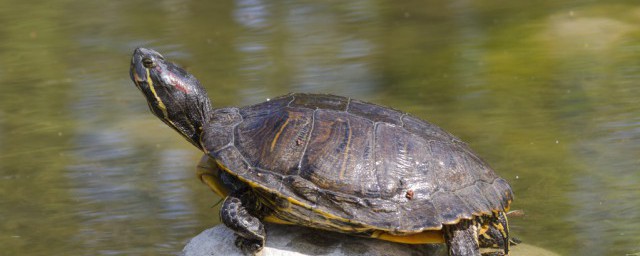 烏龜能隻放在水裡養嗎 烏龜能不能隻放在水裡養