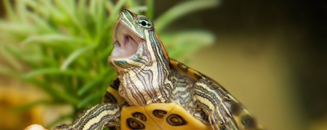 巴西龜放在深水裡養可以嗎 巴西龜放在深水裡養行不行