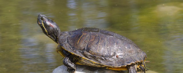 小烏龜可以直接放在涼水裡養嗎 小烏龜能不能直接放在涼水裡養