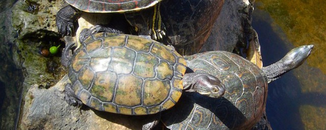 巴西龜能放在水裡養嗎 巴西龜水養方法