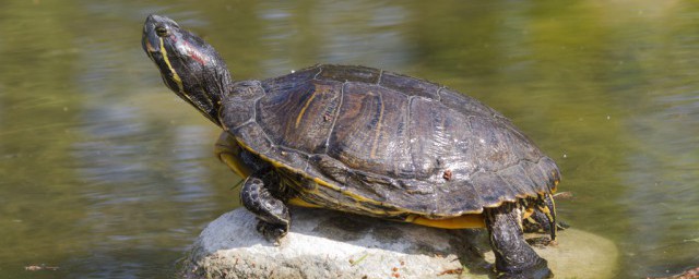 養烏龜能一直放在水裡嗎 養烏龜可以一直放在水裡嗎