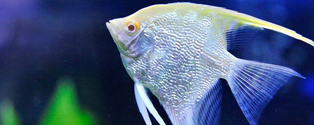 熱帶魚能放在冷水裡養嗎 熱帶魚水可以養活嗎