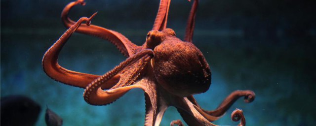 章魚能放在水裡養嗎 章魚可以在淡水裡養殖嗎