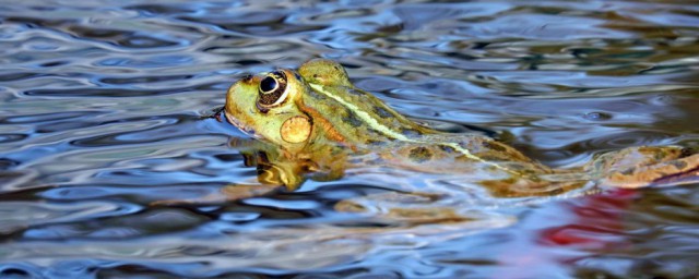 雨蛙可以放在水裡養嗎 雨蛙是否可以放在水裡養