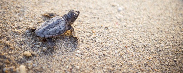 小巴西龜能放在深水裡養嗎 小巴西龜可以放在深水裡養嗎