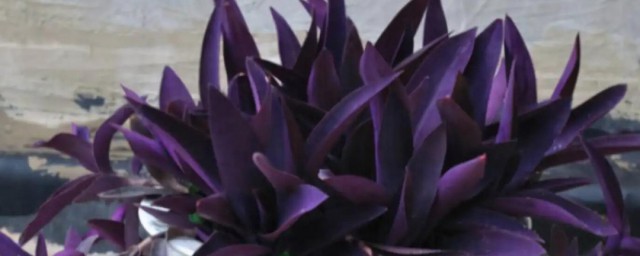 紫竹梅能放在水裡養嗎 紫竹梅可以放在水裡養嗎