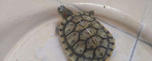 烏龜可以一直不放在水裡面養嗎 烏龜是否可以一直不放在水裡面養