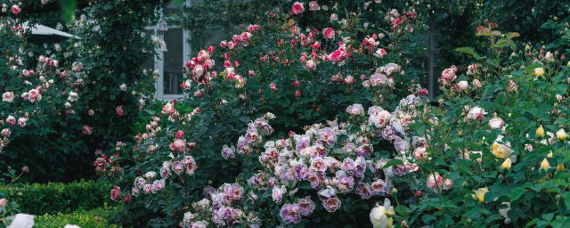 網上買的月季花盆栽回傢怎麼種 如如何養殖月季花