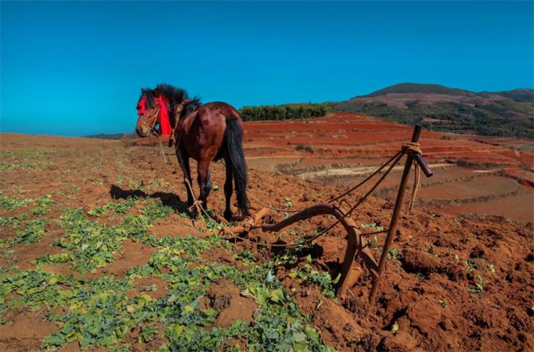 紅土適合種什麼植物 紅土是酸性土壤還是堿性土壤