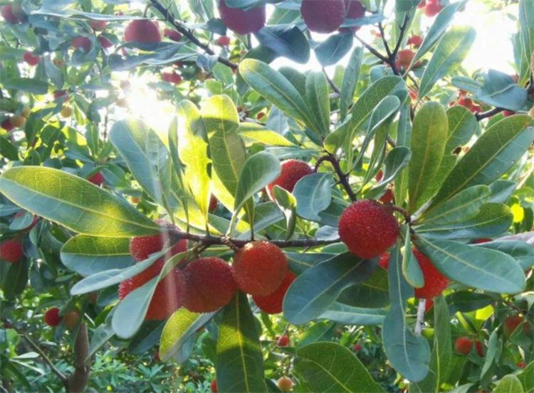 紅土適合種什麼植物 紅土是酸性土壤還是堿性土壤