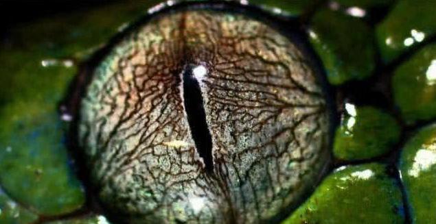 蛇的眼睛能看見東西嗎 蛇眼睛看到的物體真的是水彩畫嗎