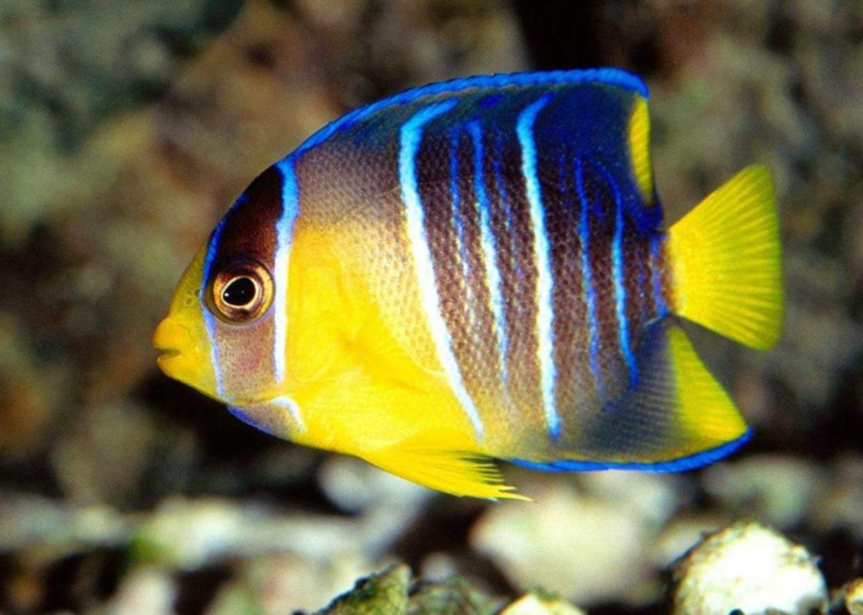 金魚為什麼睜著眼睛睡覺 魚睡覺的方式有哪些
