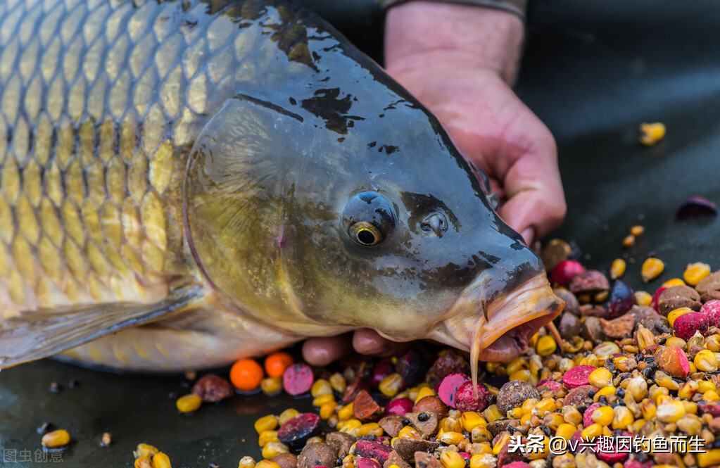 魚最愛吃的10種食物 河裡野生魚最愛吃的餌料