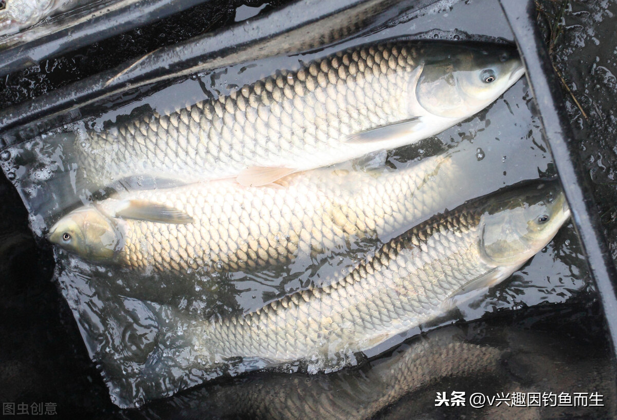 魚最愛吃的10種食物 河裡野生魚最愛吃的餌料