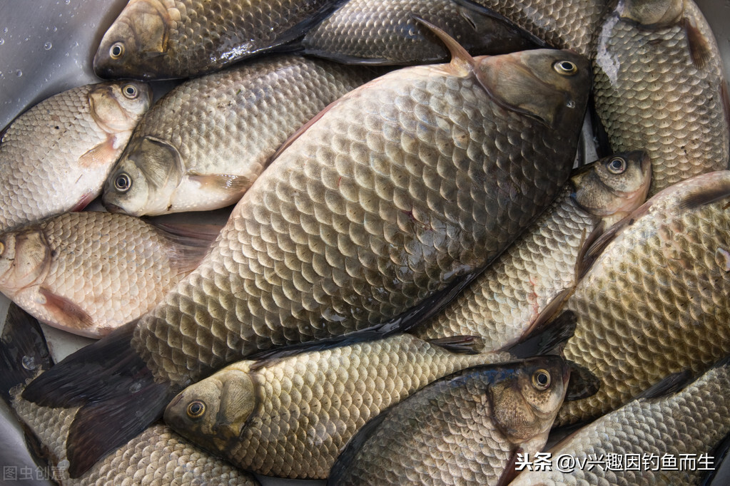 魚最愛吃的10種食物 河裡野生魚最愛吃的餌料