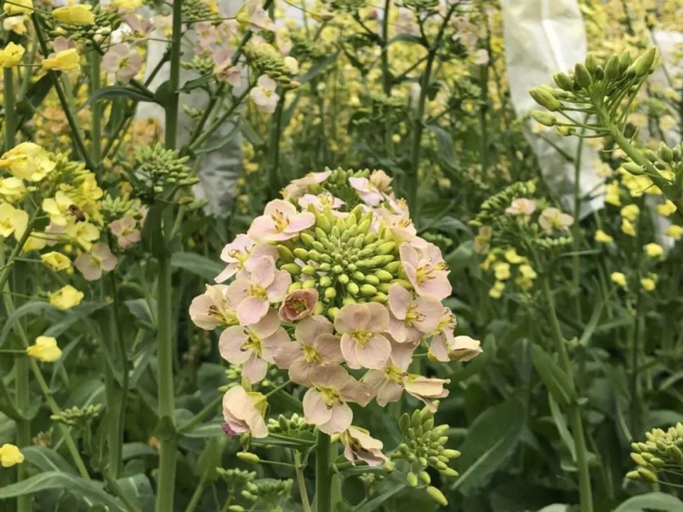 油菜花是什麼顏色的 油菜花竟然有17種顏色