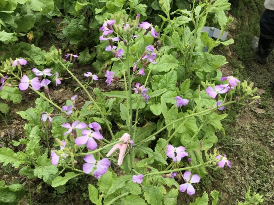 油菜花是什麼顏色的 油菜花竟然有17種顏色